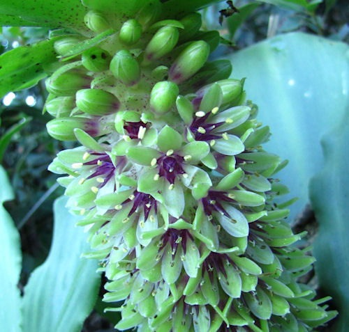flower detail